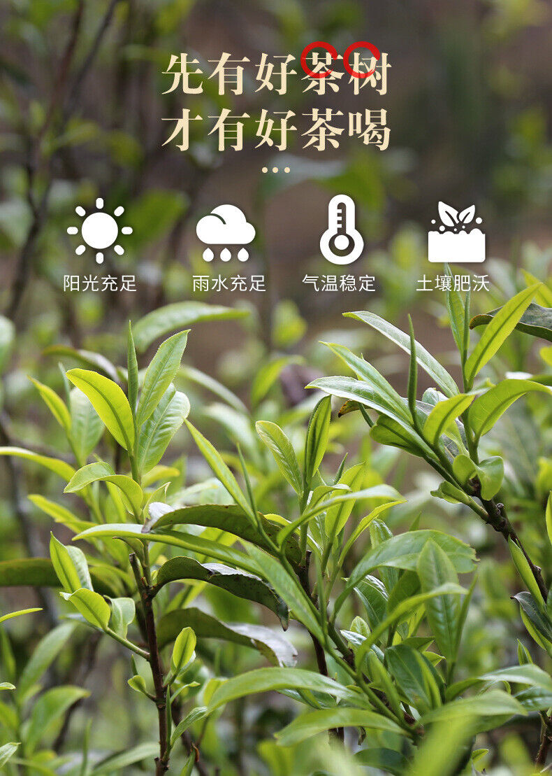 Tangli Spring Crushed Silver Cooked Pu'er Tea Sticky Fragrance Premium Tea 36g