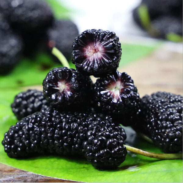 Mulberry Powder Mulberries Fruit Powder Extract ISO Certificate for Drink
