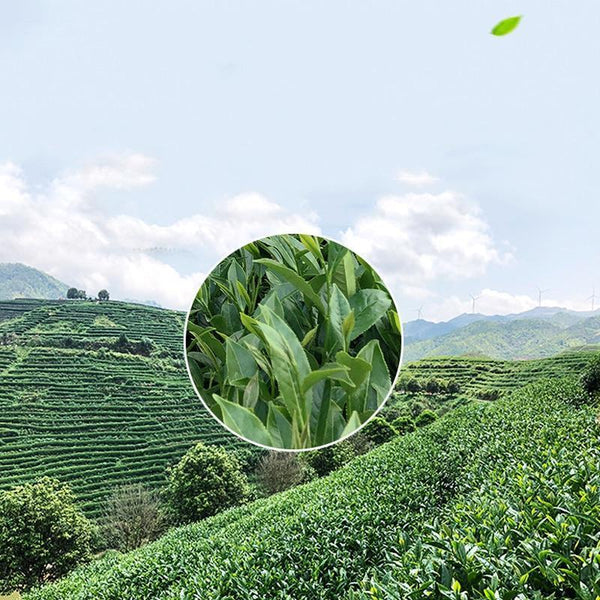 2023 Taiwan Oolong Tea Flower Fragrance Oolong Loose Leaf Tea Gift Packing 150g