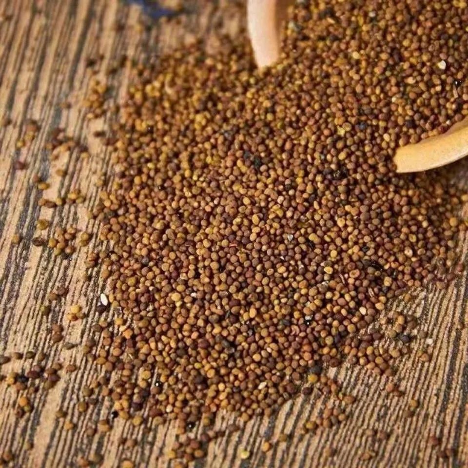 HelloYoung 100% Natural Dried Dodder Seed Ecology Tu Si Zi Chinese Herbal Medicine Herb Tea
