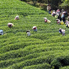 Taiwan Oolong Tea Organic Jin Xuan Milk Oolong Oolong Tea Jinxuan Milk Tea