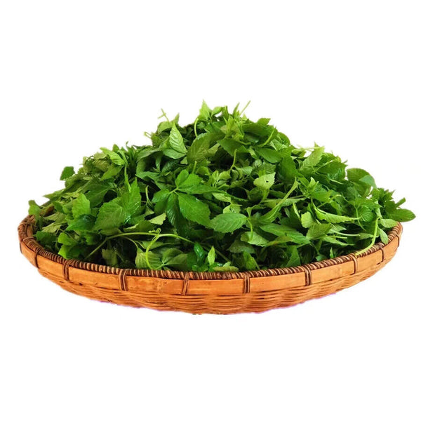 New Harvest Organic Health Tea Jiaogulan Tender Leaf Tea Gynostemma Pentaphylla