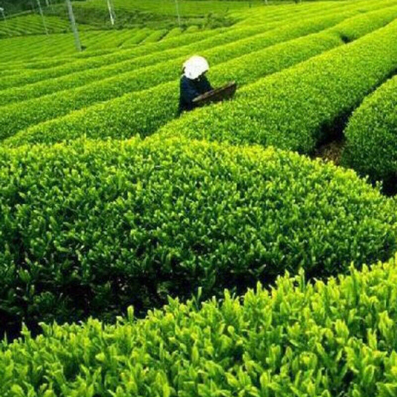 HelloYoung 125g New Canned Biluochun Green Tea Ecology Weight Loss Tea Healthy Drink