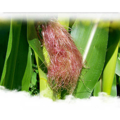 100% Natural Chinese herbal Healthy 160g Corn Silk Tea 40 Tea bags