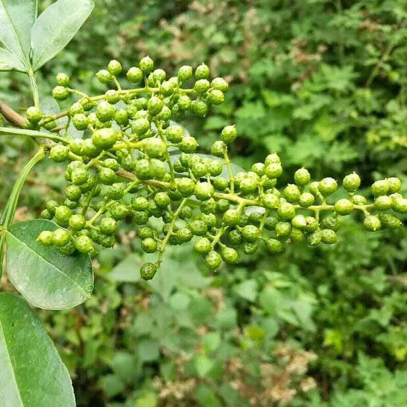 250g Chinese Sichuan Flower Pepper Szechuan Peppercorns Green pepper Ma Jiao, 麻椒