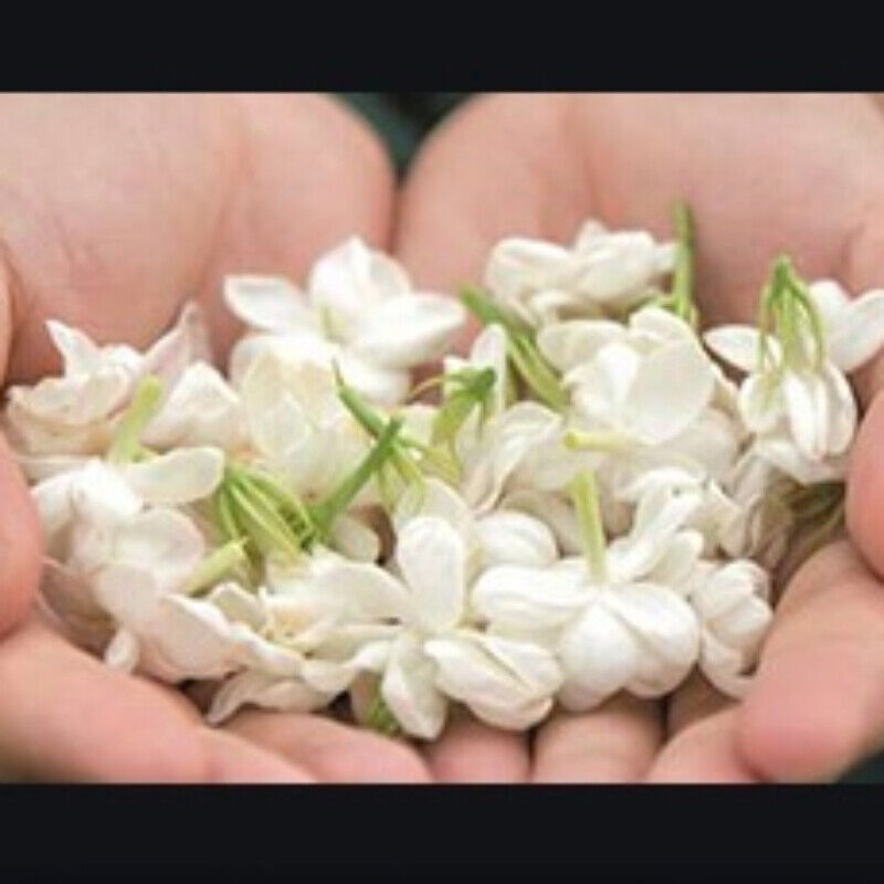 HelloYoung Aromatic Drink 250g-500g Premium BulkJasmine Tea Canned Jasmine Gift Flower Tea Main image