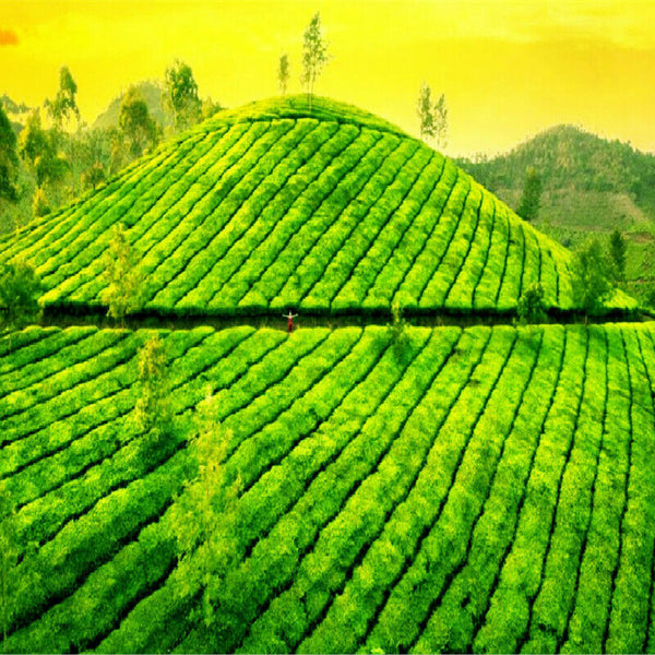 HelloYoung Gift Tea Chinese Green Tea Yunnan Pu-Erh Tea Yiwu Big Tree Pu'er Tea Cake 357g