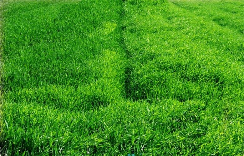 Hochwertige natürliche organische Weizen Sämlinge Gras Tee Extrakt Pulver 100g