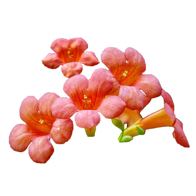 Cannonballs Dried Flowers Flos Grandiflorum Blooming Flower Tea Flowers 500g