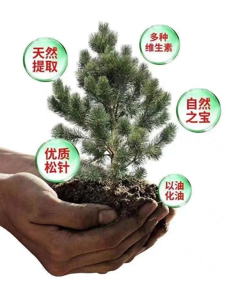 Natural Antioxidant Supplement Superior Pine Needle Oil Soft Capsules