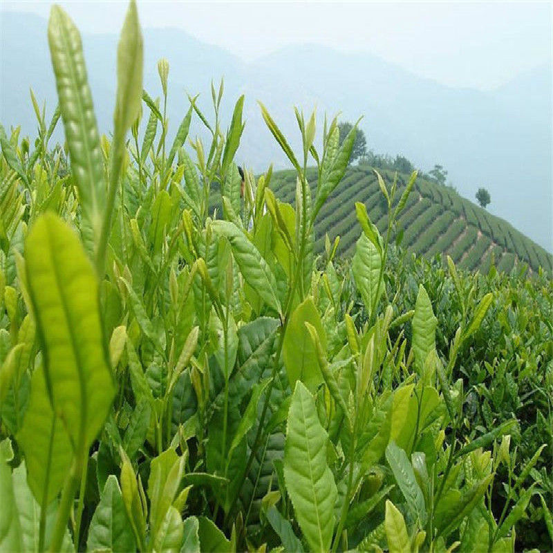 HelloYoung250g Taiwan Alishan HighMountain Tea Oolong Tea Organic Wulong Tea Peach Flavour