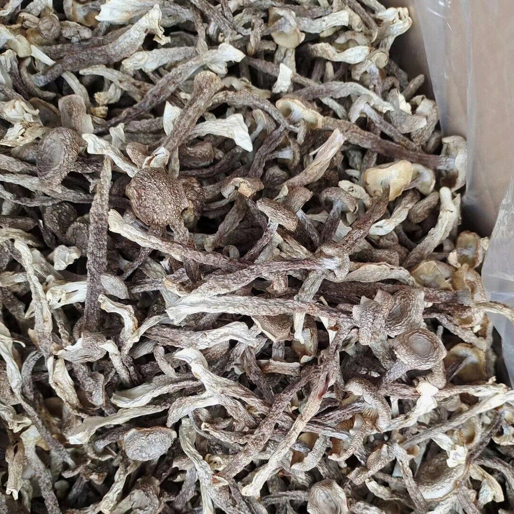 Premuim Deep Mount Edible Fungi Dried Velvet Mushroom Antler Mushroom 250g/8.8oz