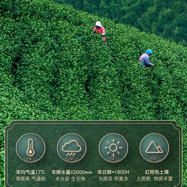 HelloYoung One Leaf Green Tea Chinese Tea100g Early Spring Anji Baicha White Tea One Bud