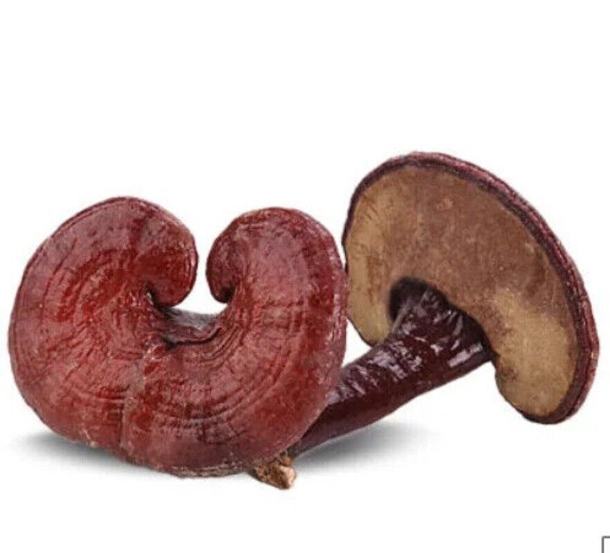 Bulk Supply Reishi Pilz Tee Vorteile im guten Preis Reishi Verkauf Online 500g