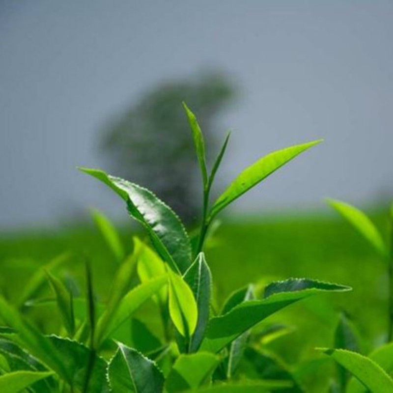 HelloYoung 50g  (0.11lb)New Milk Oolong Tea Green Tea Green Food Chinese Milk Tea JinXuan Tea