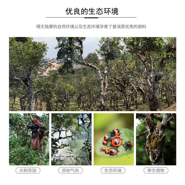 HelloYoung Pu-erh Tea Puer Shu Pu'er Puerh Ripe Tea Cake 500g Menghai Tributary Golden Bud