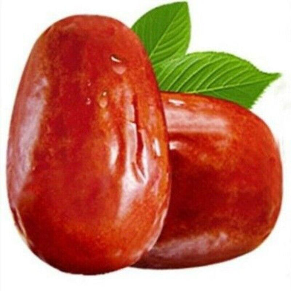 Organic Dried Red Dates 250g Spring Jujube Healthy Green Herbal Food