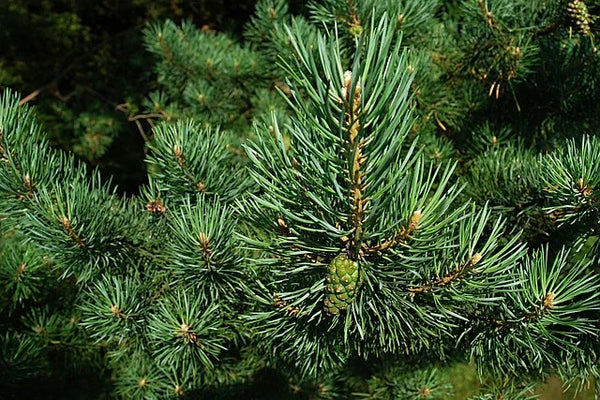 First Grade Natural Chinese Herbs Pine Needles Tea for Improving Sleeping