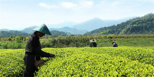 Premium Quality 100g West Lake Spring Longjing Green Tea Dragon Well Long Jing