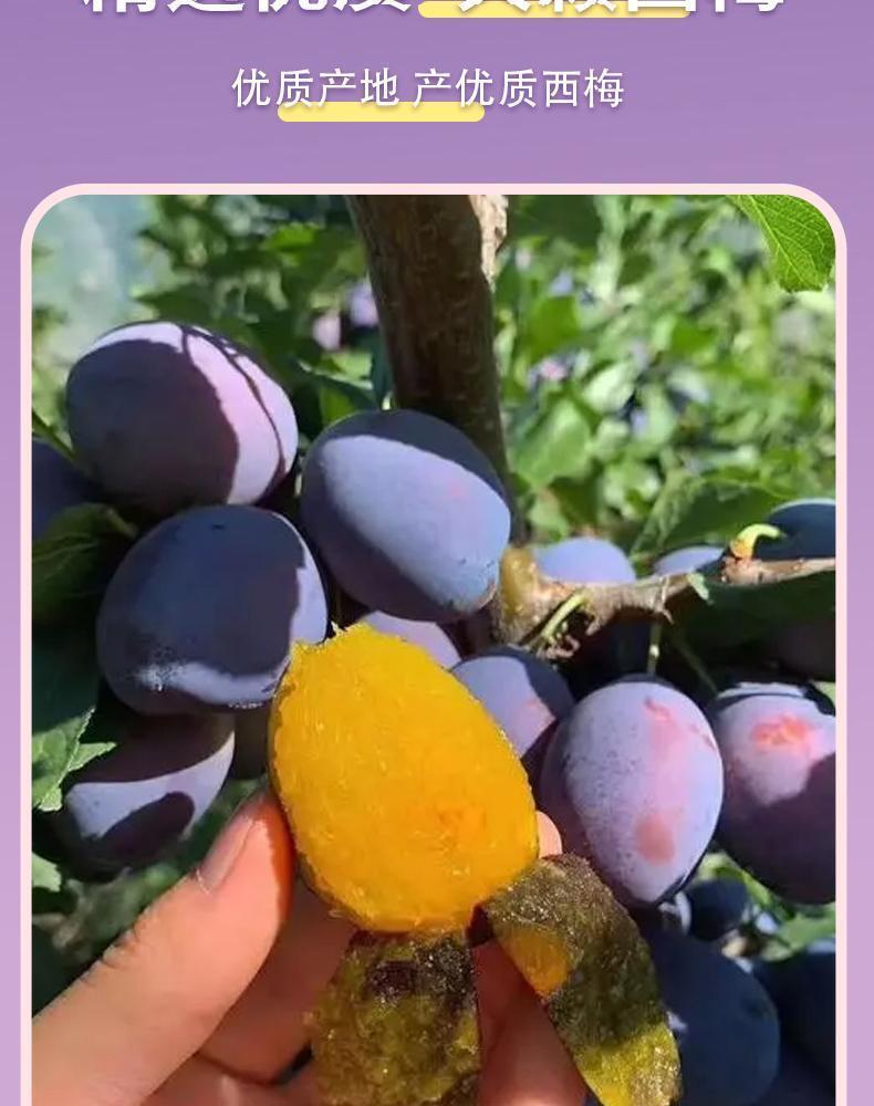 HelloYoung Prune Soso Jelly Prune Soso Jelly Prune Soso Jelly Hi Eating Soso Jelly 75g