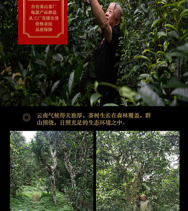 HelloYoung 200g Tianxiang BrownMountain Ripe Cake Yunnan Menghai Pu'er Seven Hand Torn Cake