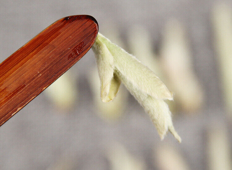 HelloYoung Yunnan Raw Tea Leaves White Buds Spring Tea Raw White Bud Spores Pu'er Raw Tea