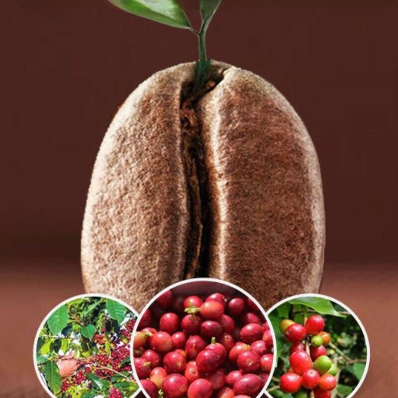 HelloYoung Roasted Arabica Coffee Beans Baking Charcoal Medium Deep Roast Coffee Beans 500g