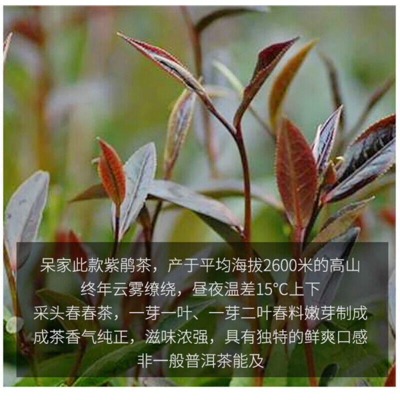 HelloYoung 200g Ecology Zi Juan Dr. Pu'er Tea Wild Purple Ancient Tree Pu-erh Tea Puerh