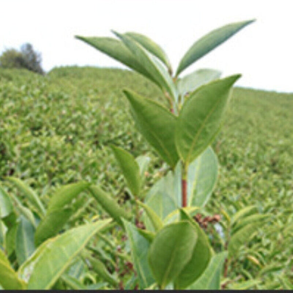 HelloYoung White Tea Organic Bulk Old Stem White Tea Health Drink Natural 500g Shou Mei