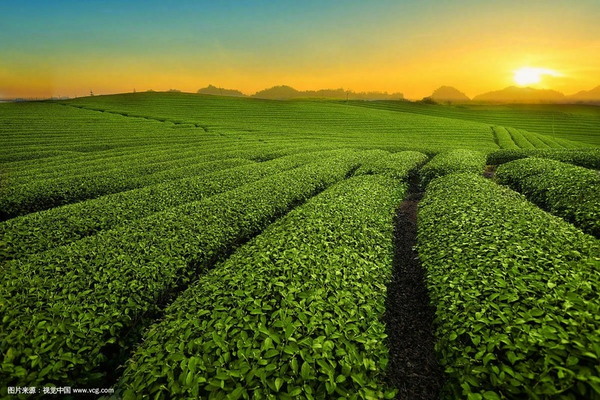 HelloYoung Yunnan Factory Direct Pu'er Tea Menghai Seven Sub-cake PuerTea 357g
