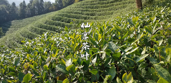 HelloYoung Longjing New Green Tea Strong Fragrance Labor Spring Ration Tea 500g/1.1lb