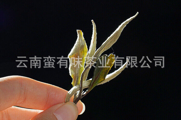 HelloYoung 500g Yunnan Jinggu Yangta Ancient Tree White Tea One Bud One Leaf Scattered Tea