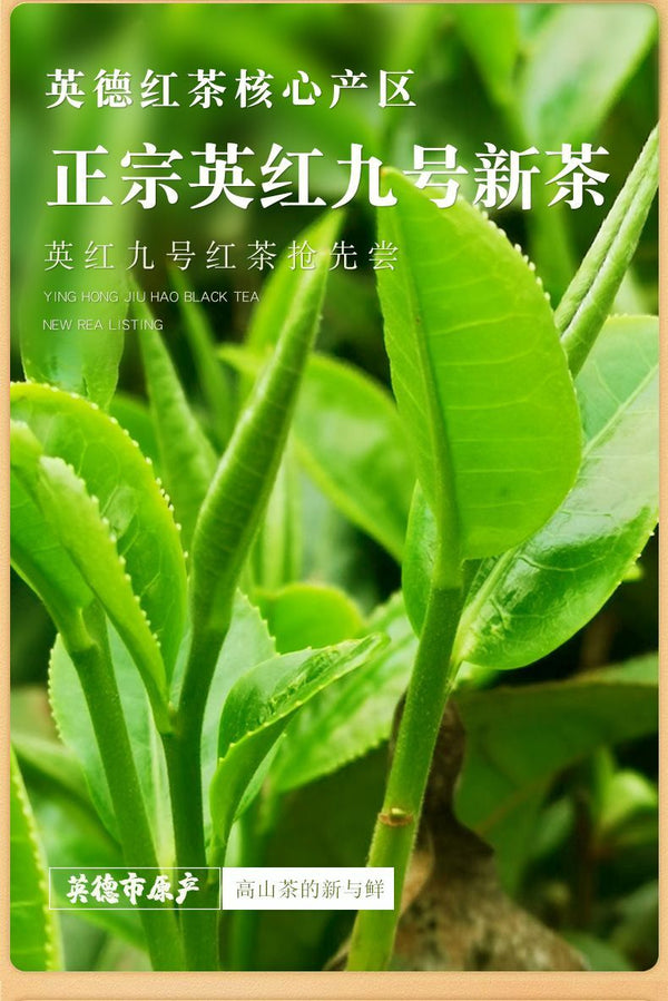 Lemon Yinghong No.9 Yingde Black Tea Guangdong Lemon Leaf for Milk Tea