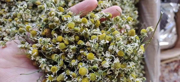 Herbal Tea Dried Chamomile Flowers Tea Bud Tasty Organic Chamomile Tea 500g
