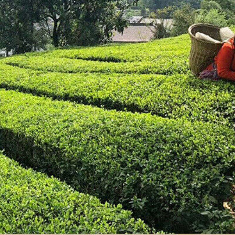 250g TIAN JIAN * Old Tea Yiyang Anhua Dark Tea Loose Leaf Chinese Tea HEI CHA
