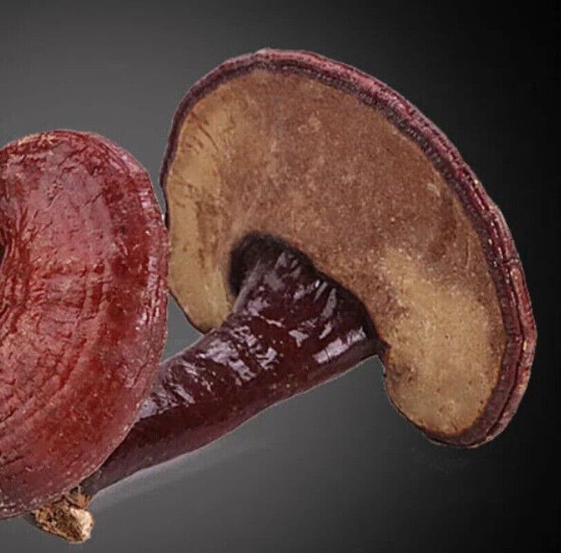 Bulk Supply Reishi Pilz Tee Vorteile im guten Preis Reishi Verkauf Online 500g
