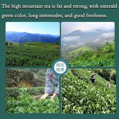 Taiwan tea organic loose leaf tea JinXuan Milk Oolong Tea Beauty Milk Flavor