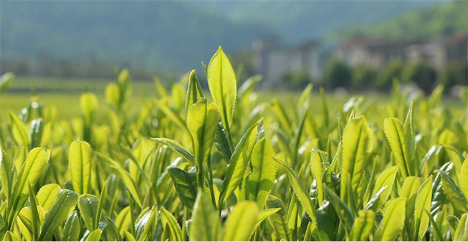 Super Jin Xuan Milch Oolong Tee hohen Berg Tie Guan Yin grüner Tee Milch Tee 50g