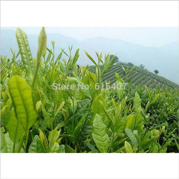 HelloYoung New Taiwan Shan Jinxuan Milk Oolong Tea Natural Organic Tea 250g