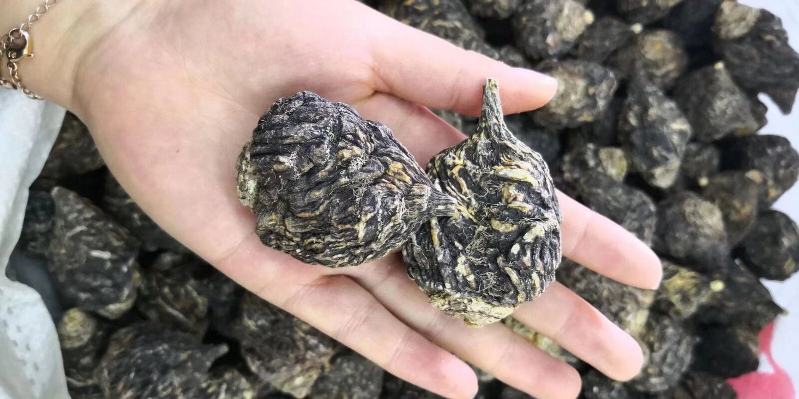 Extra Large Black Maca Kali River Maca Yunnan Maca Raw Materials Dried Fruit