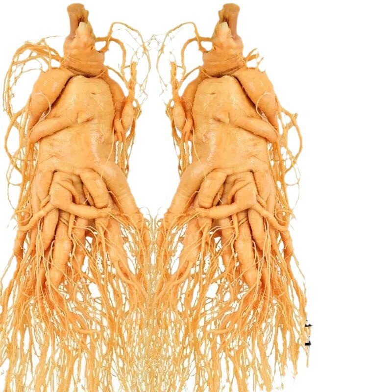 Good for Wine Soaking and Soup Premium Fresh Wild Ginseng from Changbai Mountain Main image