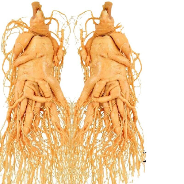 Good for Wine Soaking and Soup Premium Fresh Wild Ginseng from Changbai Mountain