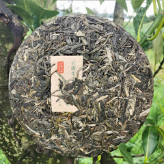 HelloYoung Organic Green Tea Cake Chinese Tea Health Care Natural Arbor Pu'er Tea 357g