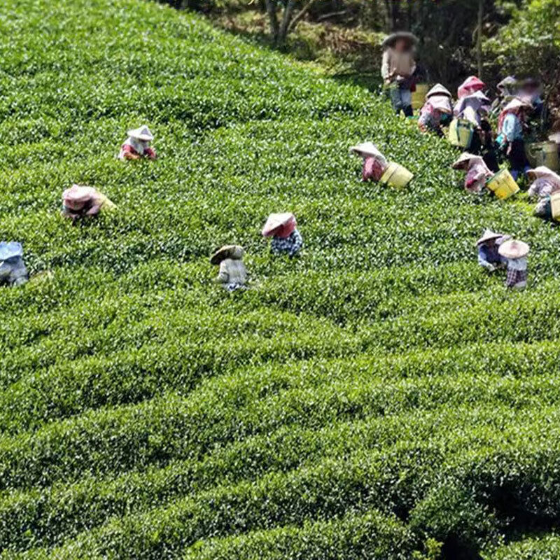 250g Premium Taiwan Milk Oolong Tea  Alishan Jin Xuan Oolong Tea Loose Leaf Tea