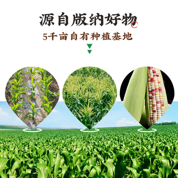 Xishuangbanna Sweet Sticky Corn – Wholesale Vacuum Pack