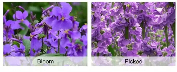 Violet Tea Flower Herbal Tea Elegant Dried Violet Flower Tea for Beauty