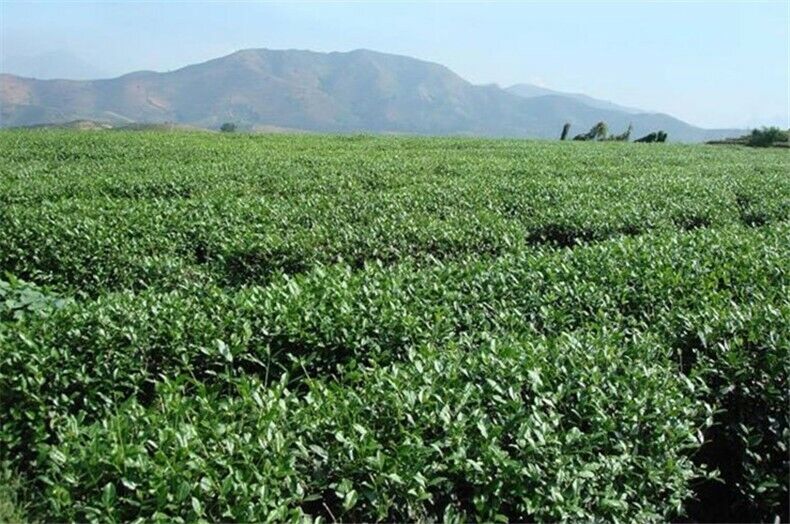Jasmine flowers green tea jasmine flurries chinese tea green jasmine flower 50g