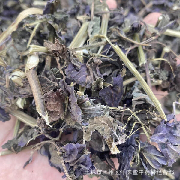Wild Authentic Perilla Leaf Stalks Natural Freshsulfur-free Perilla Leaves