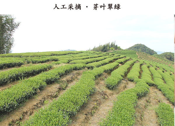 Qi Lan Oolong Fujian Loose Leaf 170g New Wuyi Rock Tea