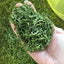 Wuyi High Mountain Spring Rain Tea 100g Premium Green Tea